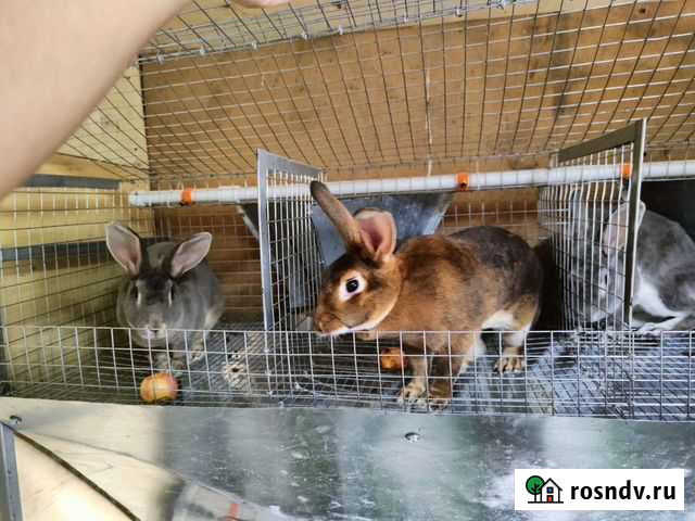 Кролики Рекс Набережные Челны - изображение 1