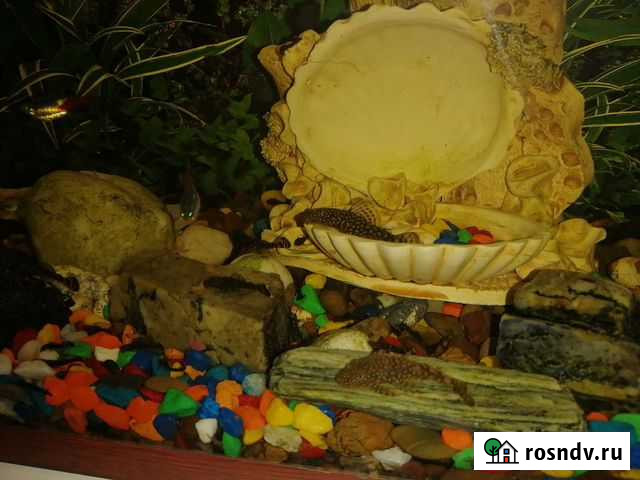 Сомики Самара - изображение 1