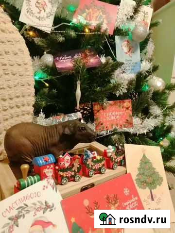 Морская свинка, порода Болдуин Тула - изображение 1