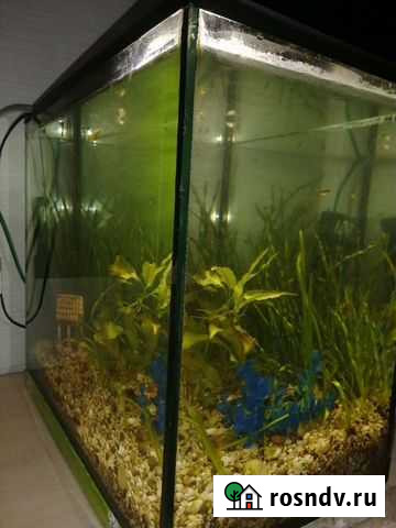 Аквариум Владимир - изображение 1