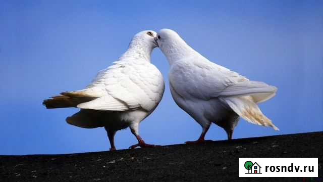 Свадьба голуби Ставрополь - изображение 1