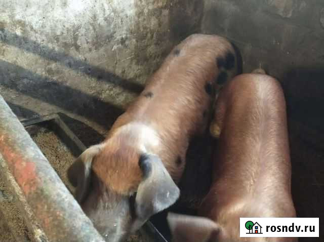 Поросята Дюрок Болгар - изображение 1