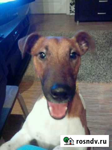 Фокстерьер Саратов - изображение 1