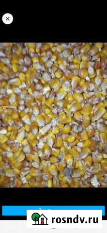 Кукуруза Белореченск - изображение 1
