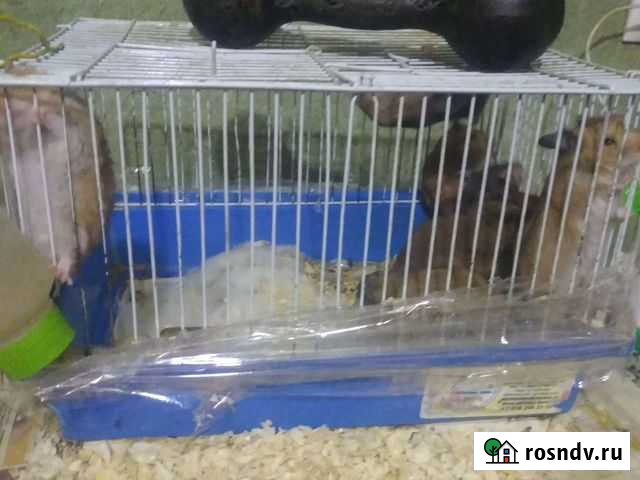 Сирийский хомяк Болохово - изображение 1