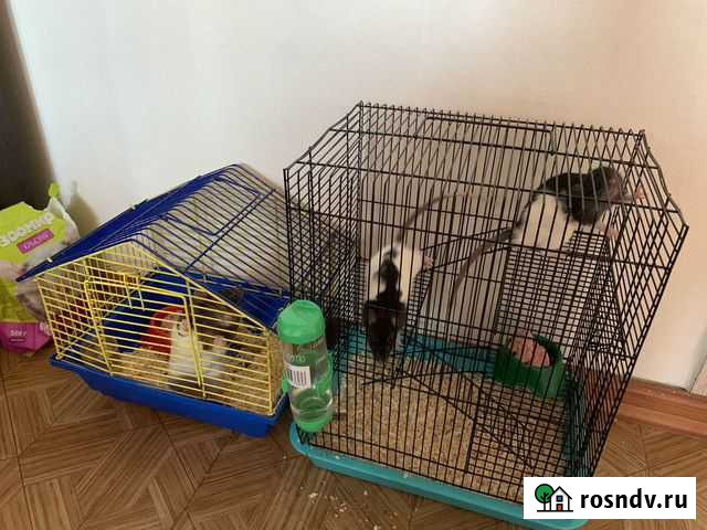 Комплект крыс и клетки Барнаул - изображение 1