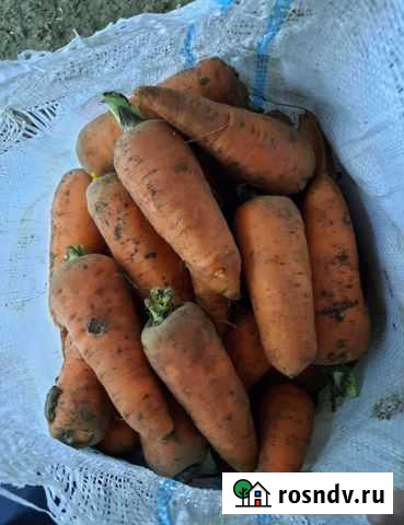 Морковь оптом Курск - изображение 1