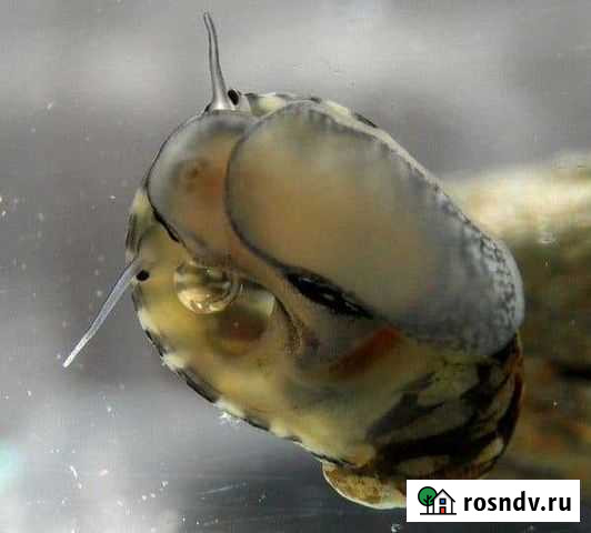 Теодоксус улитка Кореновск - изображение 1