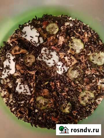 Жук знахарь чернотелка Новокузнецк - изображение 1