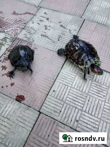 Красноухая черепаха Феодосия - изображение 1