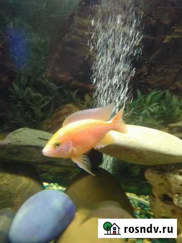 Цихлиды Зеленодольск - изображение 1