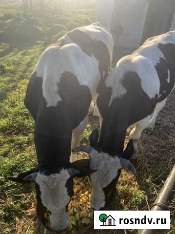 Продам Быка на племя Ордынское - изображение 1