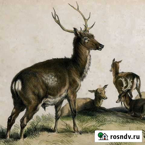 Старинная литография XIX в. Германия антиквариат Калининград - изображение 1