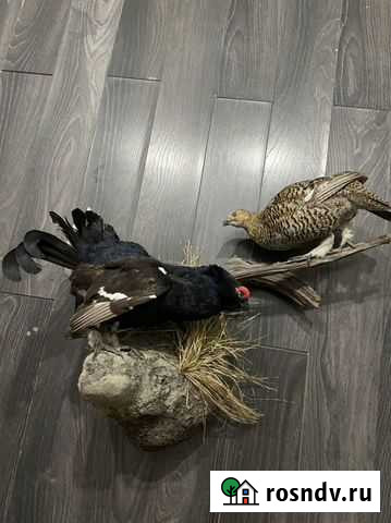 Чучело птицы Ижевск - изображение 1