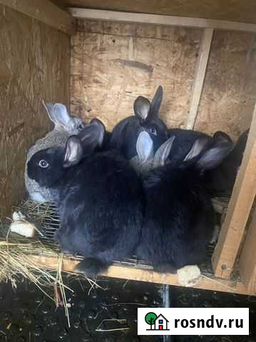 Кролик Домодедово - изображение 1