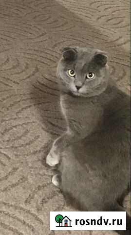 Кот для вязки Ливны - изображение 1