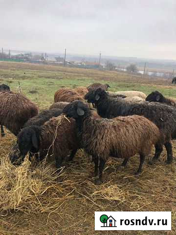 Курдючные бараны овцы Тихорецк - изображение 1