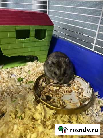 Джунгаский хомяк Сургут - изображение 1