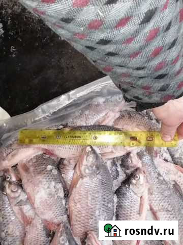 Пелядь,плотва,лещ,корюшка,синец Персиановский - изображение 1