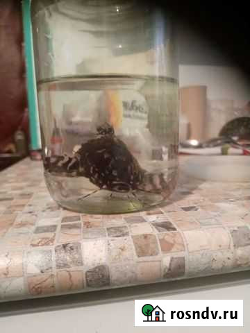 Сом скрипун Волгоград - изображение 1