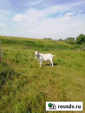 Козы зааненские породистые Богословка - изображение 1