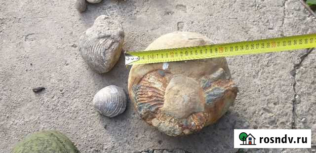 Окаменелости аммониты Владикавказ - изображение 1