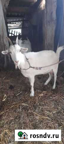 Козы Губкин - изображение 1