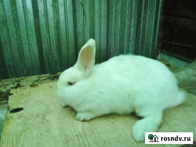 Кролики Ризен Калуга - изображение 1