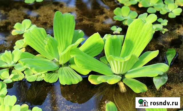 Роголистник. пистия. аквариумные растение Чита - изображение 1