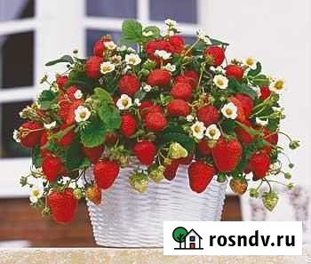 Садовник Краснодар - изображение 1