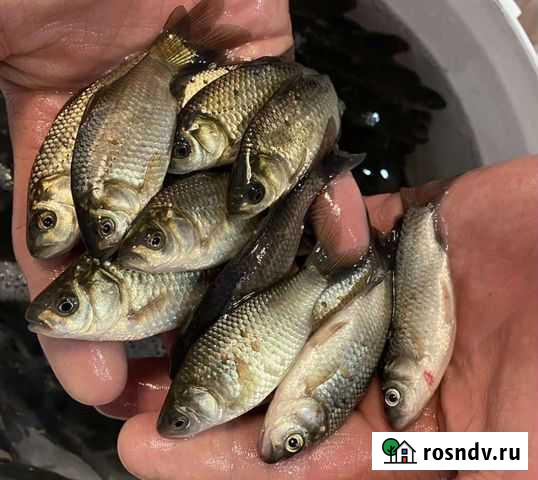 Живец карась Починки - изображение 1