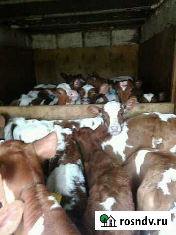 Породистые бычки Петровское - изображение 1