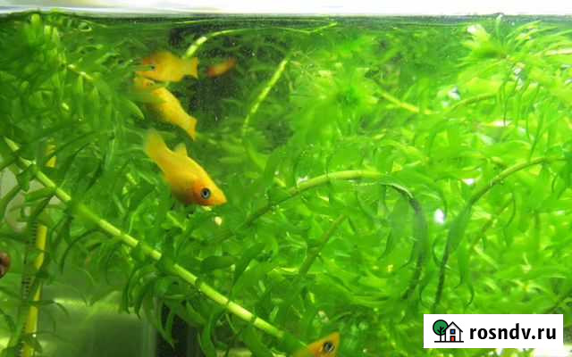 Элодея, Роголистник Волжский - изображение 1