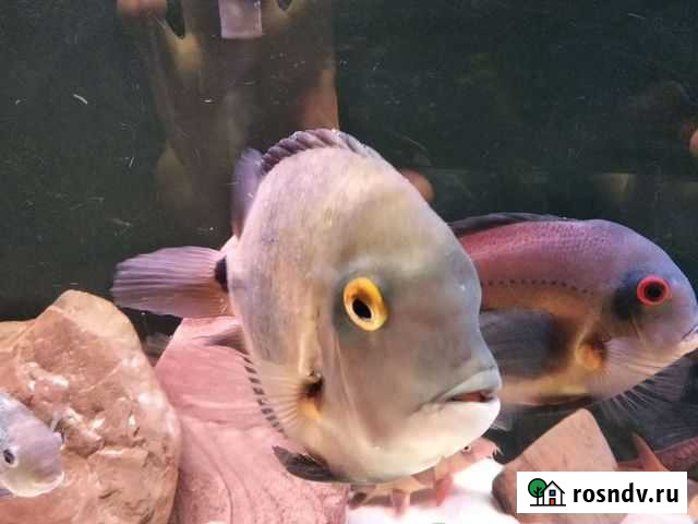 Рыба Таганрог - изображение 1