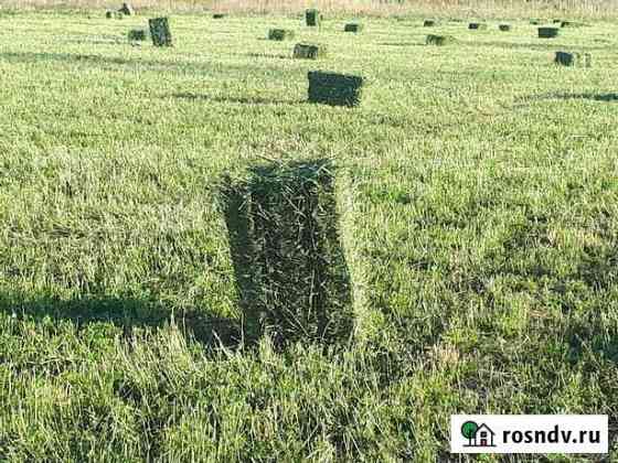 Сено люцерны в тюках Сальск