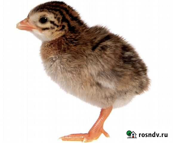 Цесарка французская серо-крапчатая бройлерная Энем - изображение 1