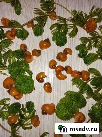 Ампулярии Ступино - изображение 1