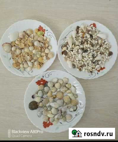 Ракушки морские Тюмень - изображение 1