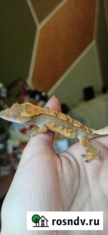 Реснитчатый бананоед, геккон Москва - изображение 1