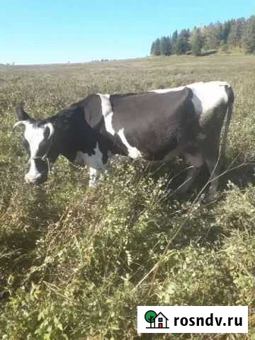 Корова Пермь - изображение 1