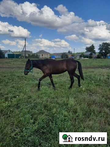 Лошадь русская рысистая Скородное - изображение 1