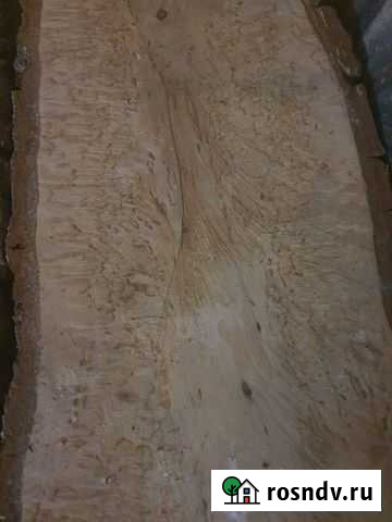 Карельская береза Мытищи - изображение 1