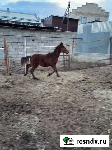 Лошадь Карачаевск - изображение 1