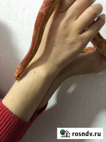 Маисовый полоз Магнитогорск - изображение 1