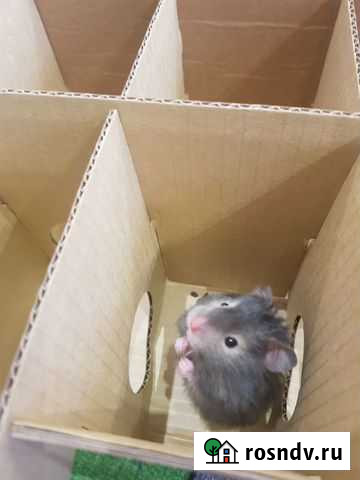 Сирийский хомяк бесплатно Химки - изображение 1