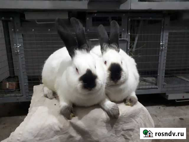 Кролики Россошь - изображение 1
