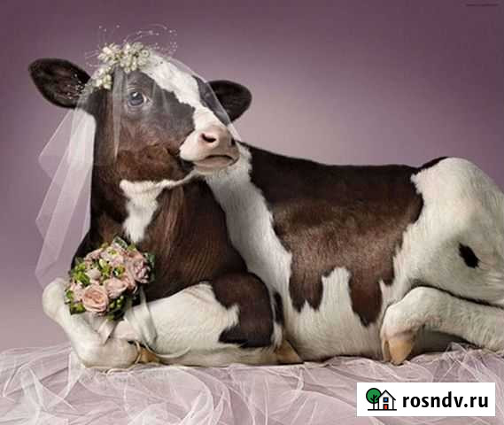 Ветеринарный врач крс Ковров - изображение 1