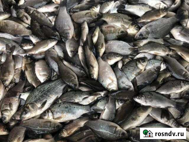 Живец карась Почеп - изображение 1