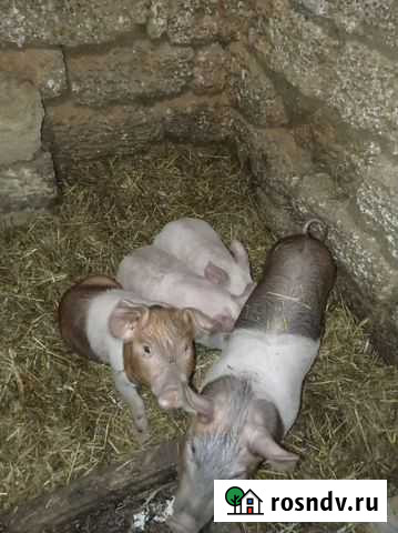Поросята Саки - изображение 1