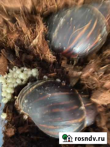 Улитки ахатины Екатеринбург - изображение 1